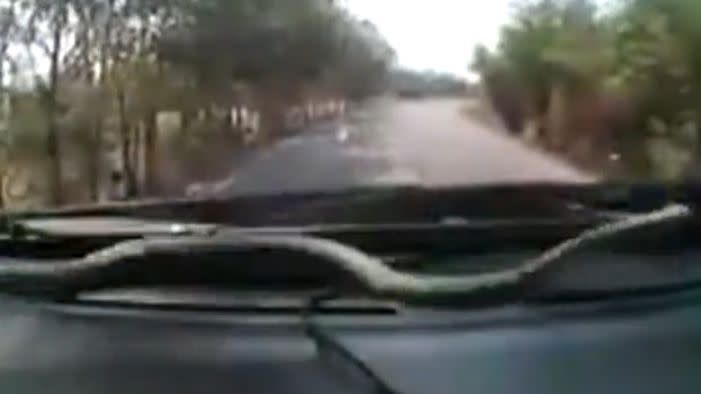 The snake appears in front of the camera, slithering along the dashboard behind the steering wheel. Photo: LiveLeak