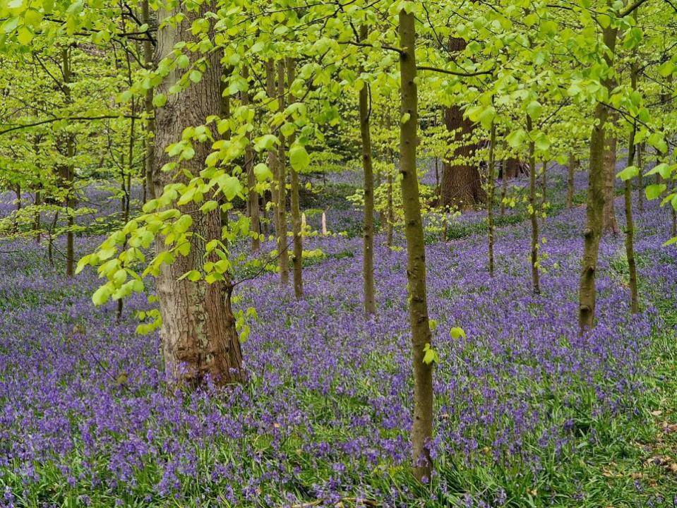 Bradford Telegraph and Argus: Have you seen any masses of bluebells yet near you?