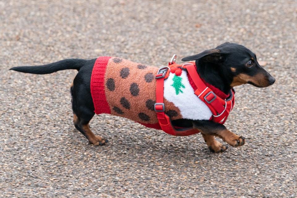 Dachshunds at the annual Hyde Park Sausage Walk in fancy dress (PA) (PA Wire)