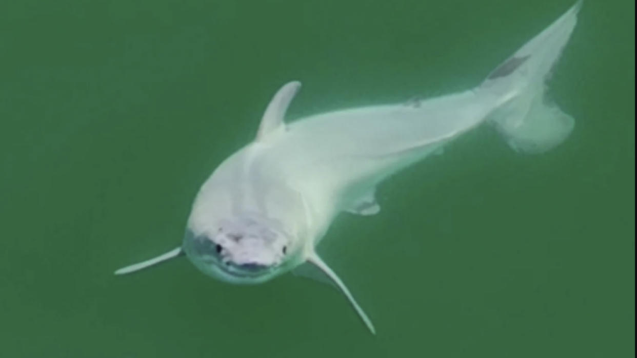  Aerial image captured of a pale great white shark newborn. 