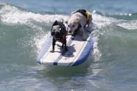 Two dogs surf during the Surf City Surf Dog Contest in Huntington Beach, California September 27, 2015. REUTERS/Lucy Nicholson