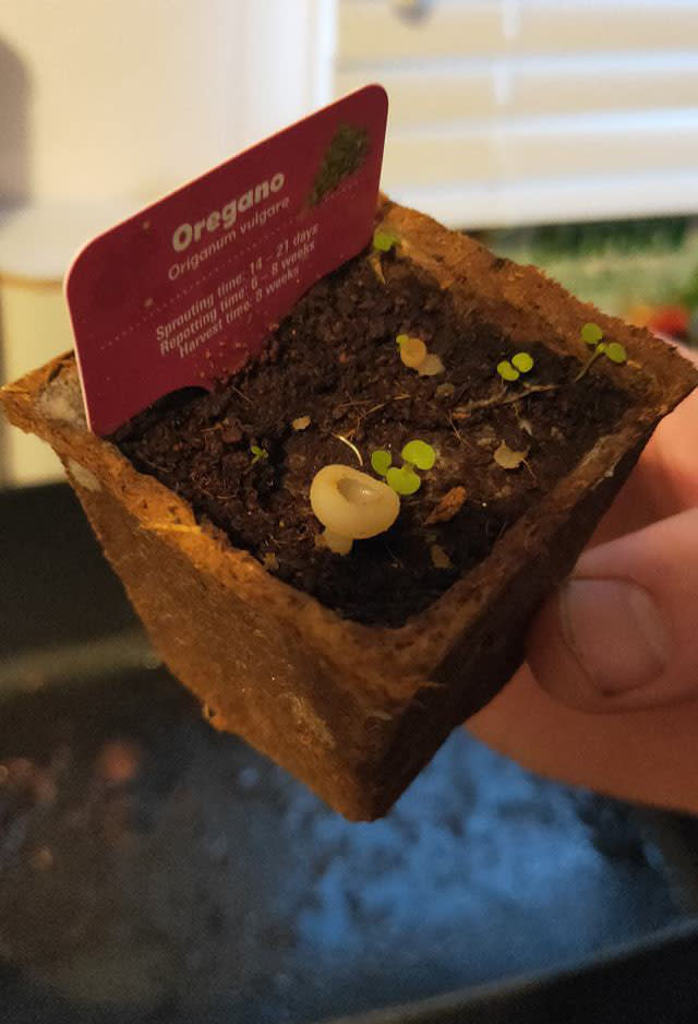 The Woolworths Discovery Garden pot showing a fungus growing. Source: Facebook