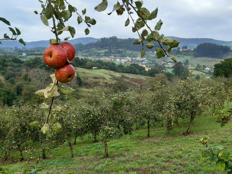 <span class="caption">Las pumaradas (plantaciones de manzano) de sidra de Asturias, son un ejemplo paradigmático de cultivo en un paisaje biodiversos. Contribuyen a los servicios ecosistémicos con elementos como los bosquetes autóctonos, las sebes (linderos de seto vivo) y las cubiertas herbáceas naturales permanentes.</span> <span class="attribution"><span class="source">D.García</span></span>