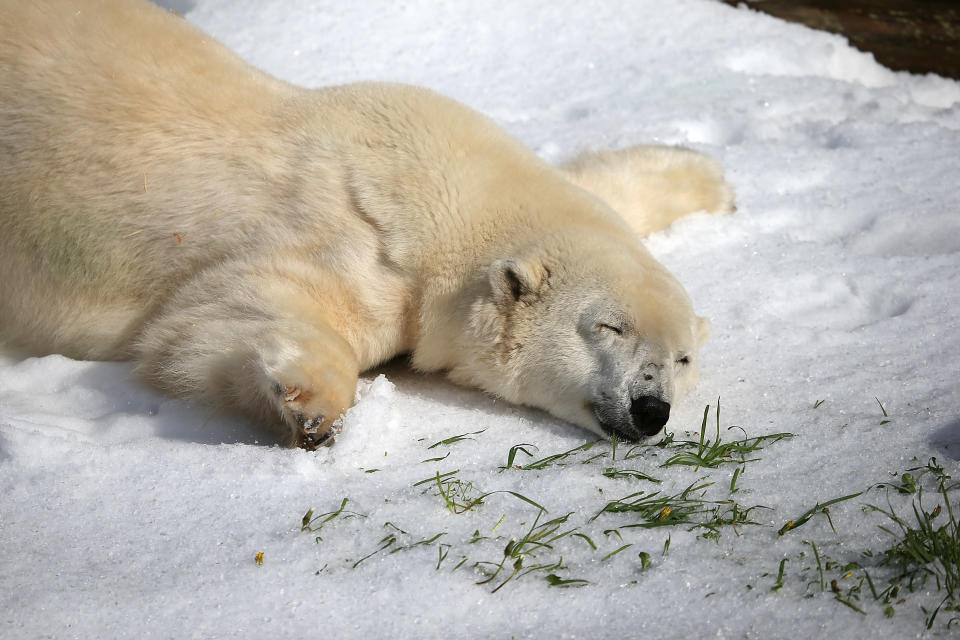 SAN FRANCISCO, CA - NOVEMBER 15: Pike, a 30 year old Polar Bear plays in man made snow at the San Francisco Zoo on November 15, 2012 in San Francisco, California. Two San Francisco Zoo Polar Bears, Pike (30) and Ulu (32)celebrated their birthdays with 10 tons of man made snow and special treats. (Photo by Justin Sullivan/Getty Images)