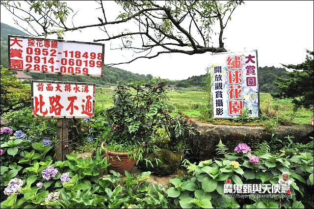 陽明山竹子湖繡球花地圖懶人包~2015/6/9花況（上篇）