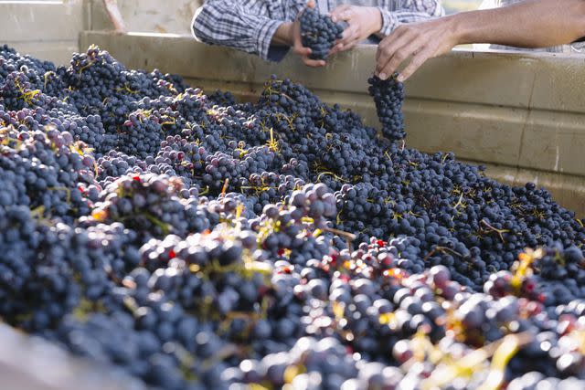 <p>Emma Innocenti / Getty Images</p> Sangiovese grapes being harvested in Chianti