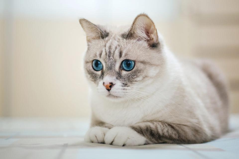 grey and white American Wirehair cat laying a tiled floor