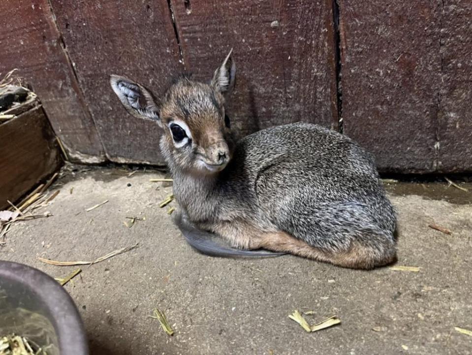 Gazette: Adorable - Kirk's dik-dik Daffodil