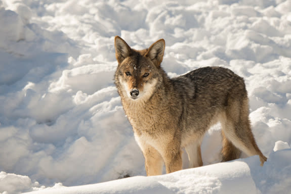 Coyotes can live year-round in places with changing seasons. Their tracks can be seen in the snow near their woodland homes. These canids mate for life and females give birth as winter ends. Litters ranging from four to six pups are born in den