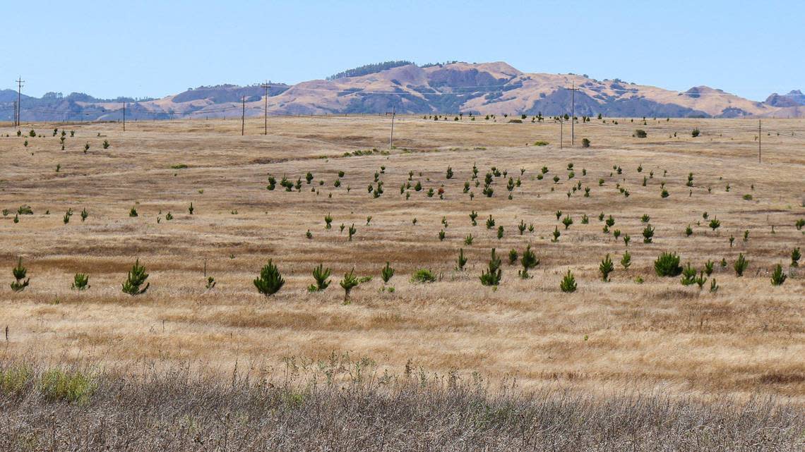 California State Parks and Greenspace Cambria planted about 3,000 Monterey pine trees in this area in the Hearst San Simeon State Park in December 2019 and January 2020. The survival rate was about 60%, according to Greenspace.