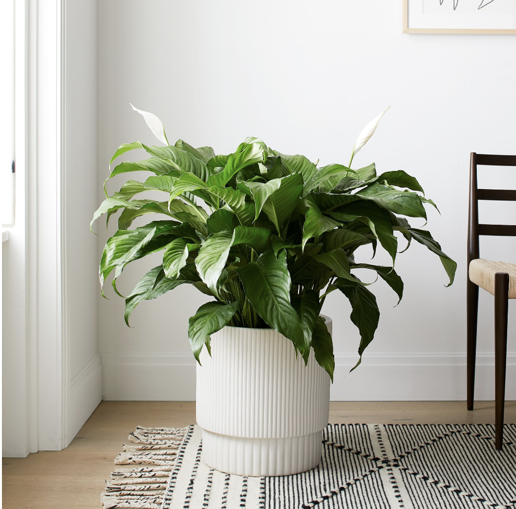 <p><a href="https://go.redirectingat.com?id=74968X1596630&url=https%3A%2F%2Fwww.westelm.com%2Fproducts%2Flive-spath-sweet-pable-plant-d10298&sref=https%3A%2F%2Fwww.goodhousekeeping.com%2Fhome%2Fgardening%2Fg36026908%2Fbest-office-plants%2F" rel="nofollow noopener" target="_blank" data-ylk="slk:Shop Now;elm:context_link;itc:0;sec:content-canvas" class="link rapid-noclick-resp">Shop Now</a></p><p>Peace Lily</p><p>$59.00</p><p>westelm.com</p>