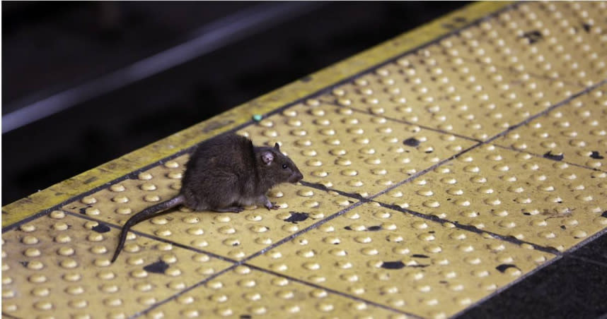紐約鼠患肆虐，當局祭出百萬年薪招募「滅鼠高手」。（圖／達志／美聯社）