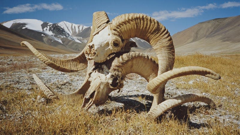 File photo showing the skulls of two Marco Polo sheep in the Wakhan Corridor of northeastern Afghanistan. - Photo: Scott Wallace (Getty Images)