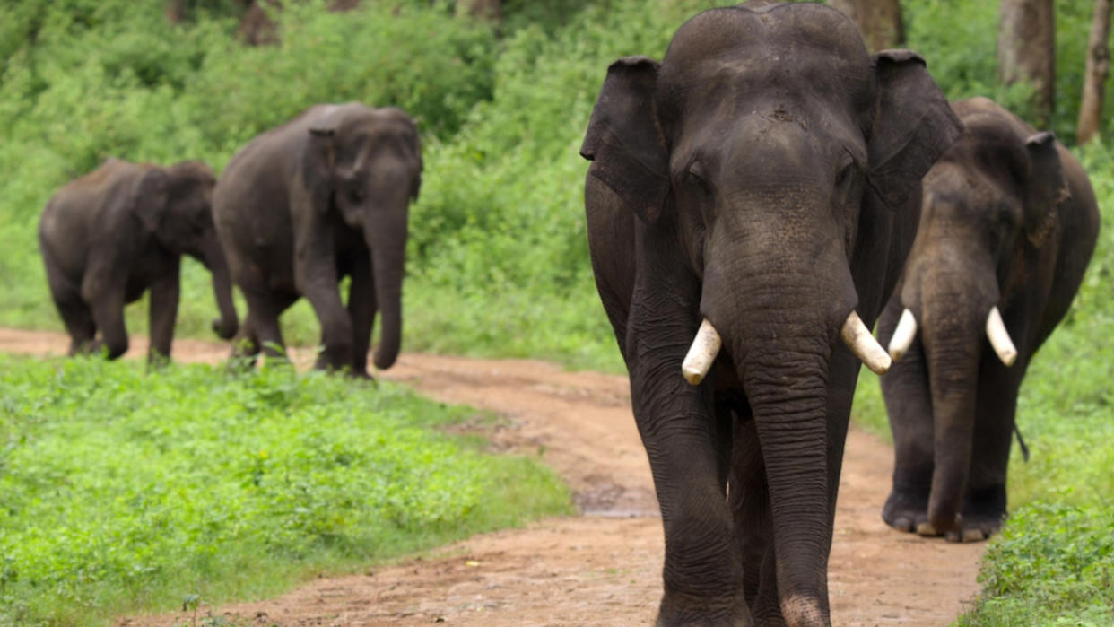  Elephants walking along a dirt road in Our Planet 2 documentary series 