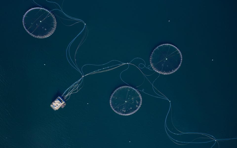 Industrial scales: a network of cages used to farm fish at Loch Fyne in Argyll, Scotland