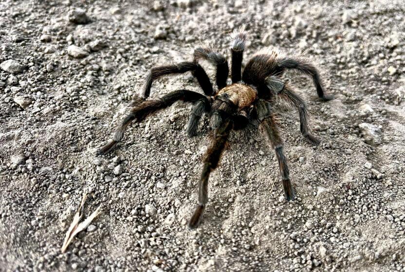 LAGUNA BEACH, CA SEPTEMBER 29, 2023 -- A tarantula makes its way across the Mathis trial inside Aliso Wood Canyons Wilderness Park in Laguna Beach on Friday, September 29, 2023. (Marc Martin / Los Angeles Times)