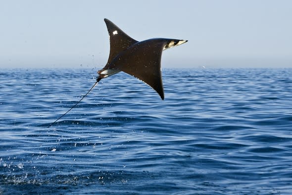 Flying mobula rays pictured in Mexico