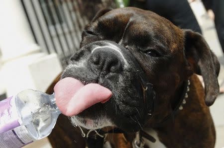 Cooper, a Boxer dog, drinks water from a bottle to cool down in the hot weather in London, in this file picture taken May 29, 2012. REUTERS/Luke MacGregor/Files