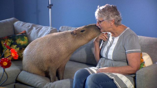 From a Skunk to a Capybara, the Bizarre Creatures That Some People Are  Keeping as Pets