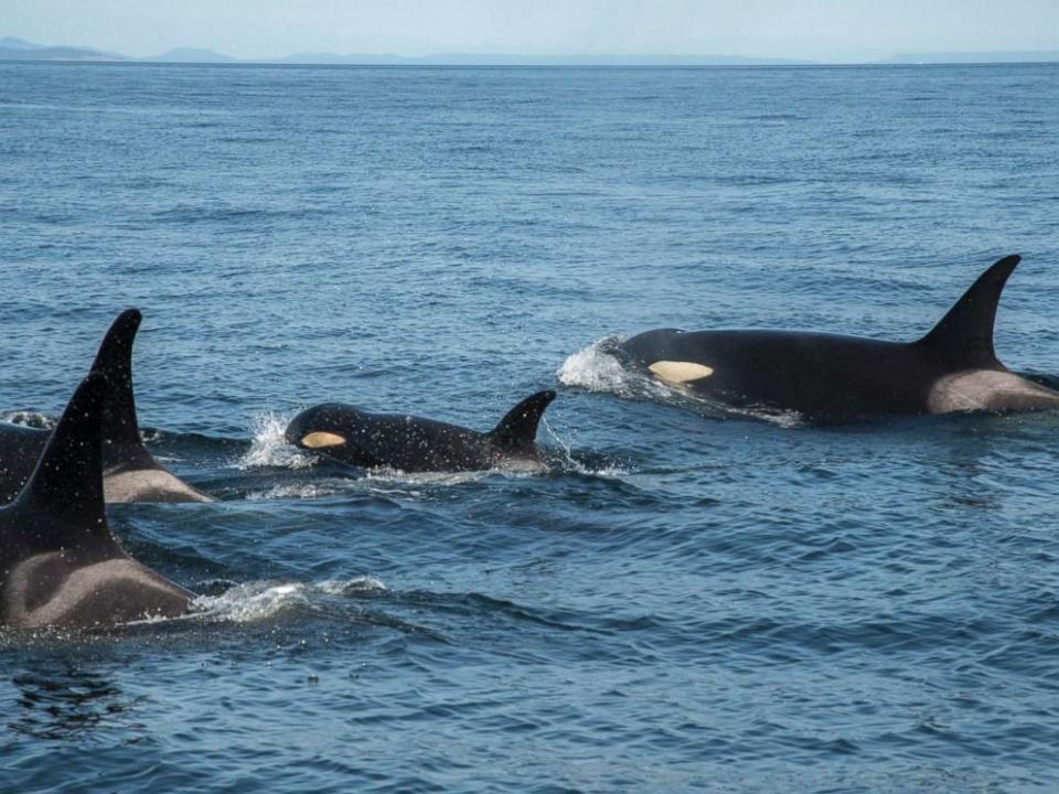 Scarlet's pod. (Photo: NOAA)