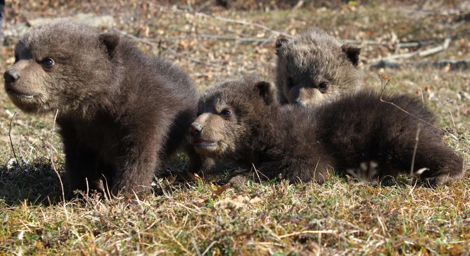 This photo taken on March 10, 2014 and released by animal welfare organisation Four Paws shows three brown bear cubs Ema, Ron and Oska, 6 weeks old, in the Bear Sanctuary in the Kosovo village of Mramor. Animal activists in Kosovo say three brown bear cubs have been rescued from captivity. The cubs were found at two separate homes last week in the western town of Peja and are believed to be from the same mother. No arrests have been made. (AP Photo/Four Paws)