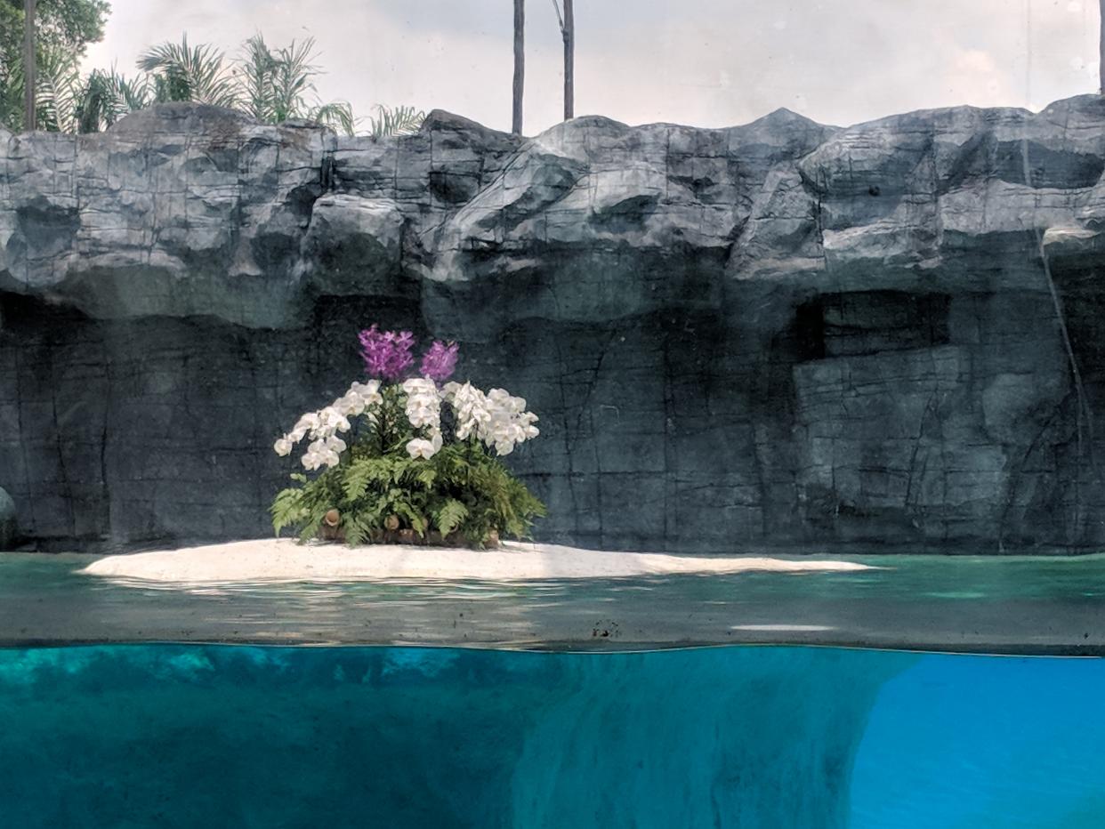 Flowers placed within Inuka’s enclosure on 26 April, 2018 at a memorial for the polar bear. (PHOTO: Wong Casandra/Yahoo News Singapore)