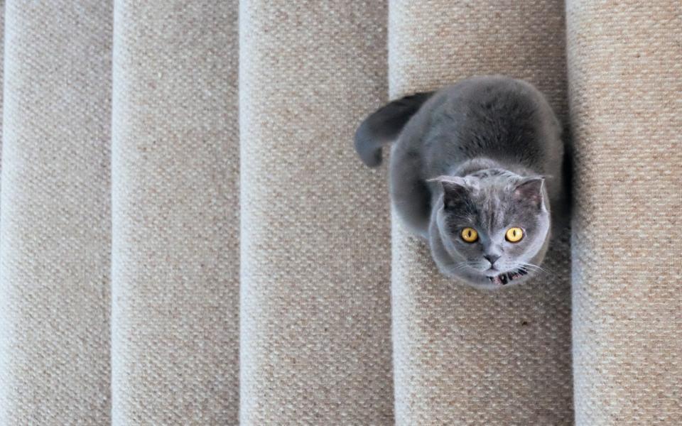 Cat on carpeted stairs