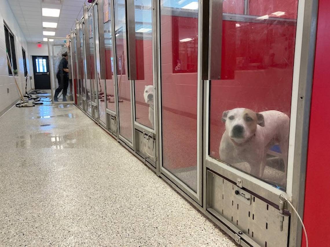 Pit bull mixes and muscular “blocky headed” dogs fill many of kennels at KC Pet Project.