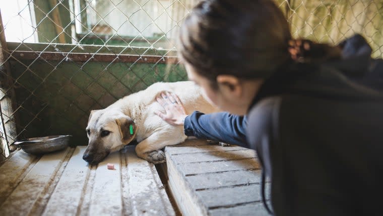 Alabama Dog Lover Helping Canines in Ukraine