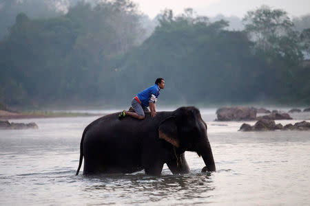 A mahout bathes an elephant before taking part in the Elephant Festival to raise awareness about these animals, in Sayaboury province, Laos February 18, 2017. REUTERS/Phoonsab Thevongsa