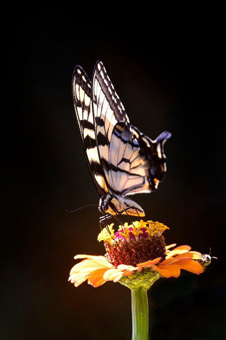 Tiger Swallowtail a photograph by Dennis Skillman