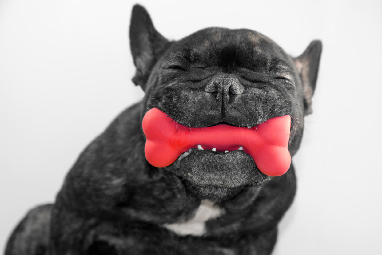 Black French bull dog with a red rubber bone in its mouth