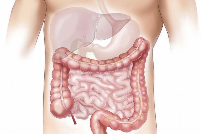 Pourquoi le ventre gargouille ?