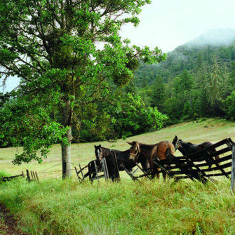 Oregon wine country