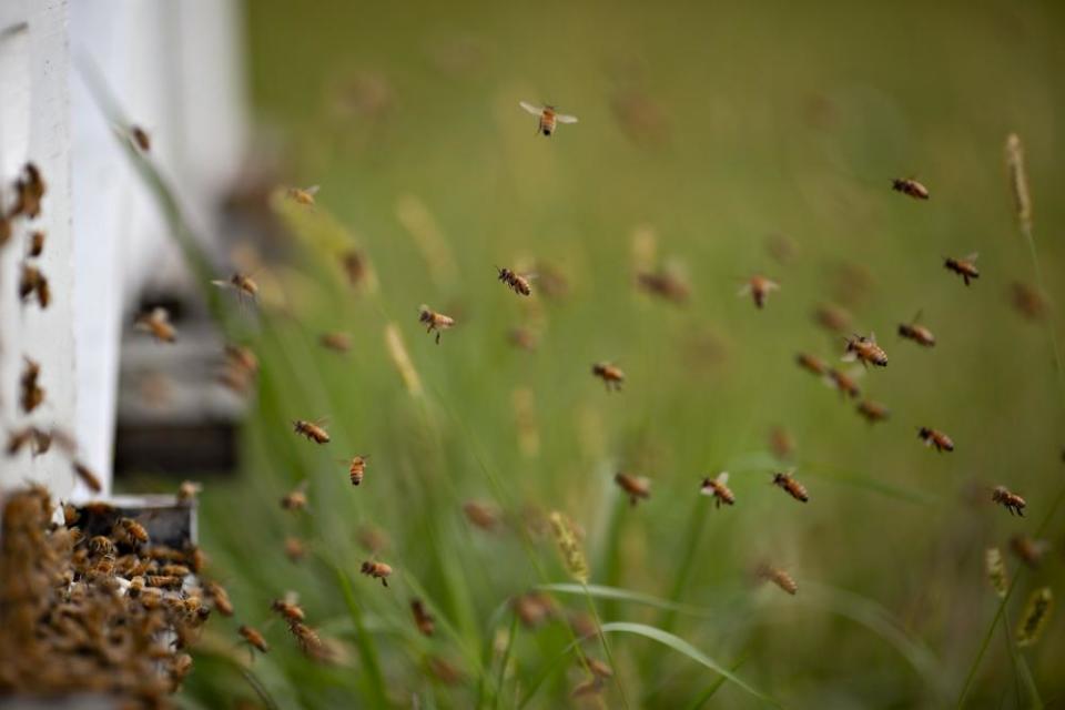 Buckfast honey bees fly near a beehive in Merango, Illinois.