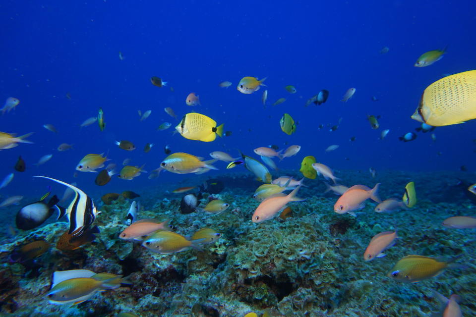 FILE - In this Sept. 6, 2017 photo provided by the National Oceanic and Atmospheric Administration (NOAA), fish swim in a reef at Pearl and Hermes Atoll in the Northwestern Hawaiian Islands. A decade-long effort by the world to save the world’s disappearing species and declining ecosystems has mostly failed so far, with fragile ecosystems like coral reefs and tropical forests in even more trouble than ever, according to a United Nations biodiversity report released on Tuesday, Sept. 15, 2020. (Jacob Asher/NOAA via AP)