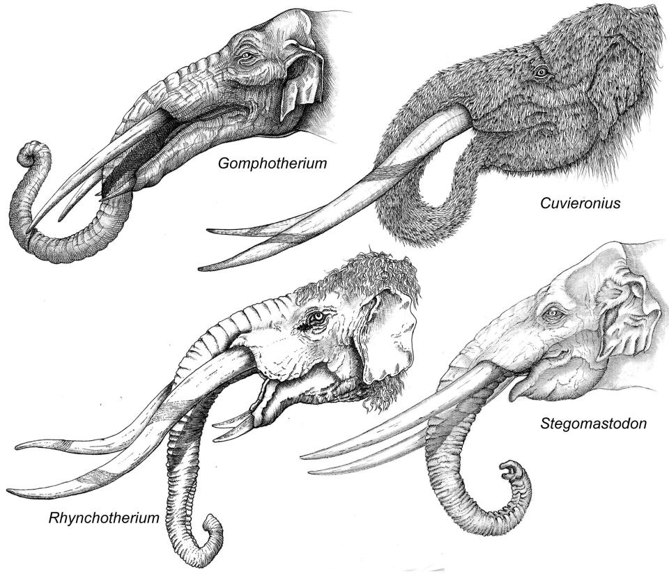 North Florida paleontologists from the Florida Museum of Natural History made a “once-in-a-lifetime” discovery when they found an elephant graveyard of an extinct relative of elephants called gomphotheres.