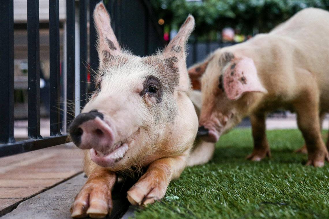 Holly and Jolly take a rest after receiving a full mayoral pardon from Miami-Dade County Mayor Daniella Levine Cava (not pictured) during the fifth annual Pig Pardoning Ceremony at Latin Café 2000 Brickell in Miami, Florida, Wednesday, December 21, 2022. Holly and Jolly will enjoy a new foster home at Aguacate Sanctuary of Love.