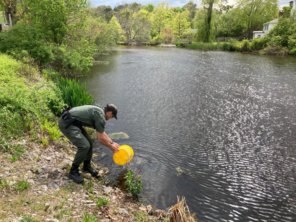 Natural resources officer Nate Cristofori releases glass eels into Jenney Pond.