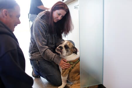 Moose, a six-year-old English Bulldog, waits with his owners to receive trial medical treatment in North Grafton