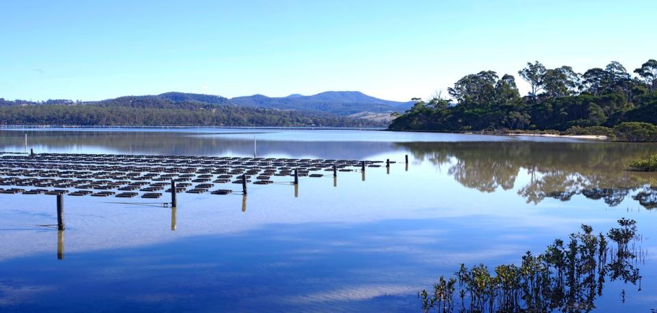 oyster farm in lake in NSW