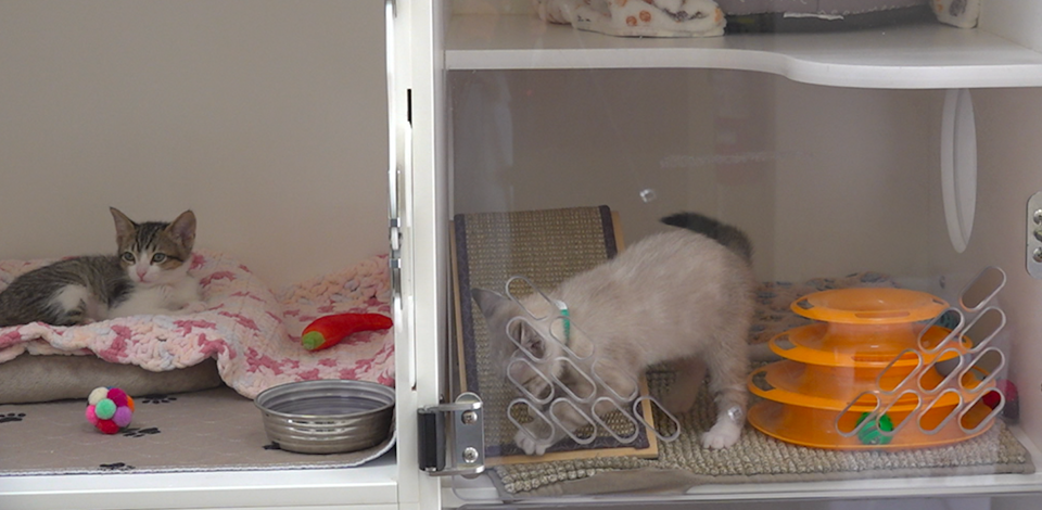 Two kittens in different cages