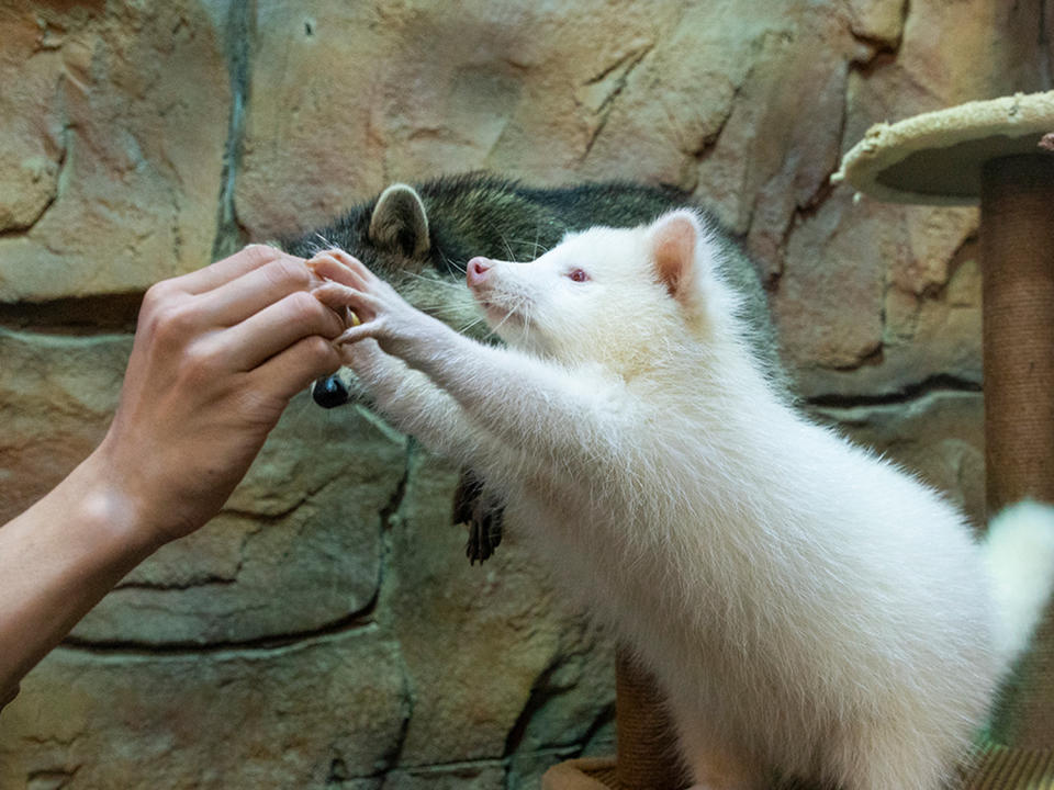 Shenzhen｜Yen Zoo has a great place, a great place for parents and children, as low as $66.3 per person!No time limit, free entry and exit to pet nearly 100 kinds of small animals such as horses , rabbits, meerkats, etc.