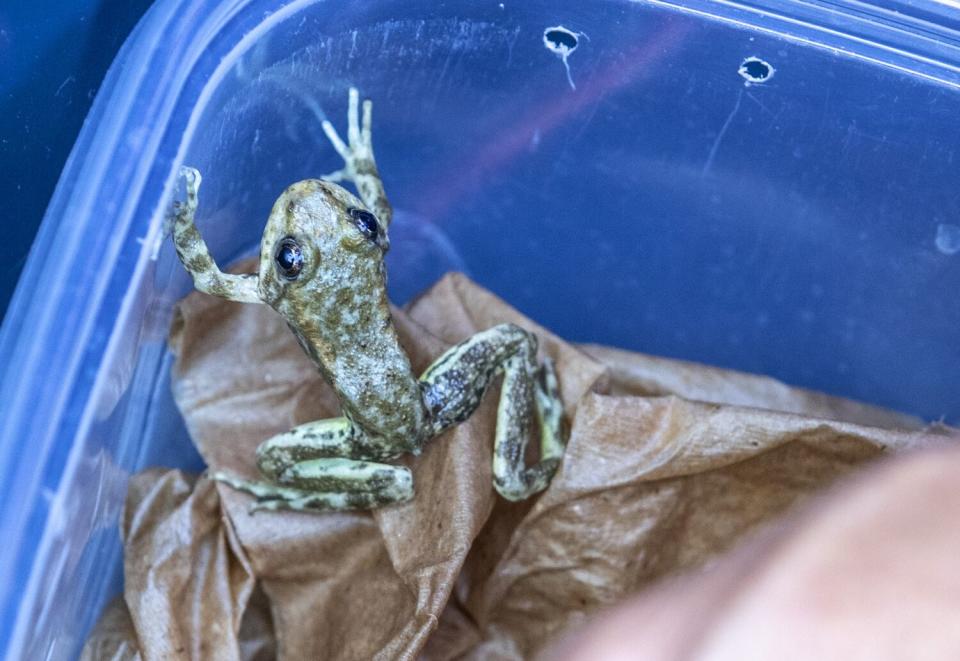 A Southern California mountain yellow-legged frog.