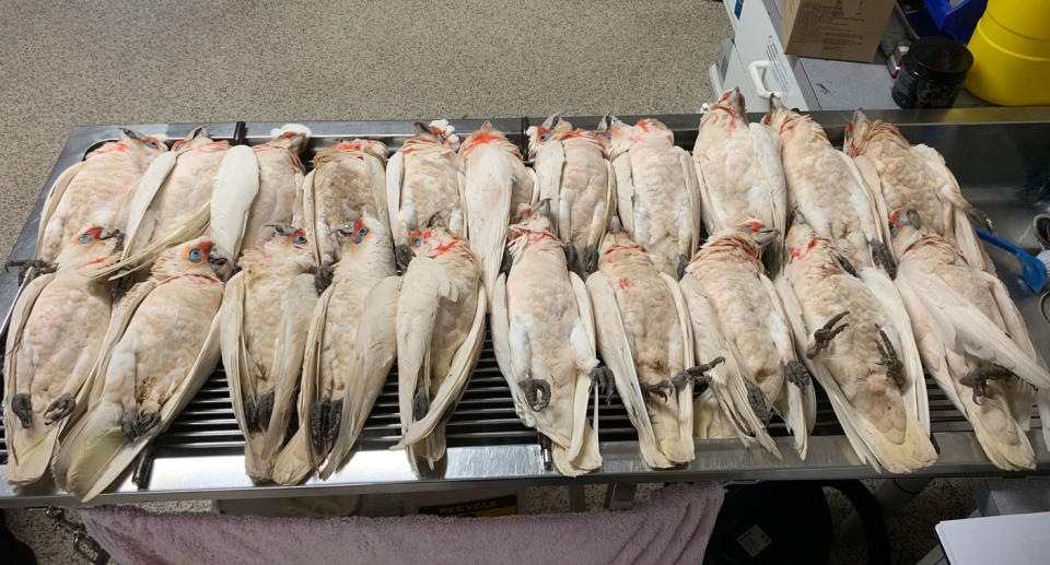 A number of dead long-billed corellas laid out on a table. The birds were seen dropping from the sky by kids at One Tree Hill Primary School on Wednesday. It's believed they've been poisoned.