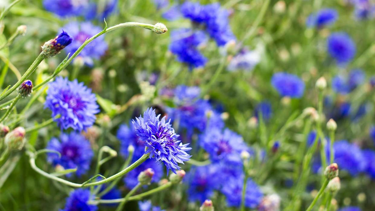  cornflowers 