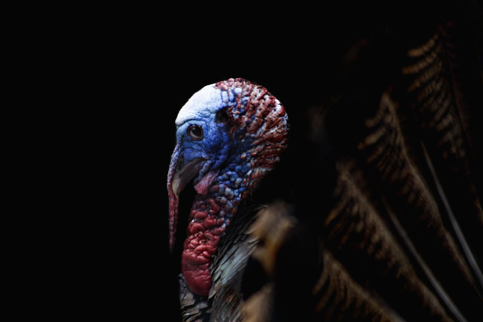 studio shot, black background, animal, portrait