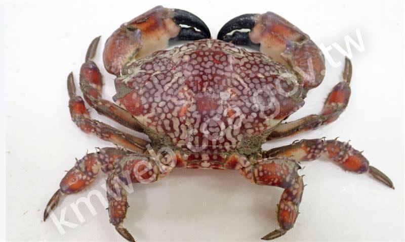 澎湖有漁民出海捕捉到一隻顏色鮮艷的螃蟹，經查證發現竟是世界上最毒的「繡花脊熟若蟹」，牠體內毒素可毒死400到500位成年人。(圖／翻攝自農業知識入口網)