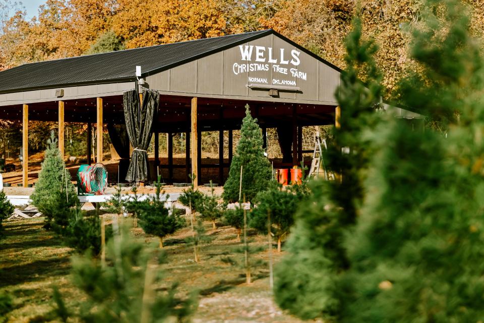 Wells Christmas Tree Farm in Norman is a great option for those looking to get a live tree this Christmas and make a fun date out of it. Photo Provided/Wells Christmas Tree Farm