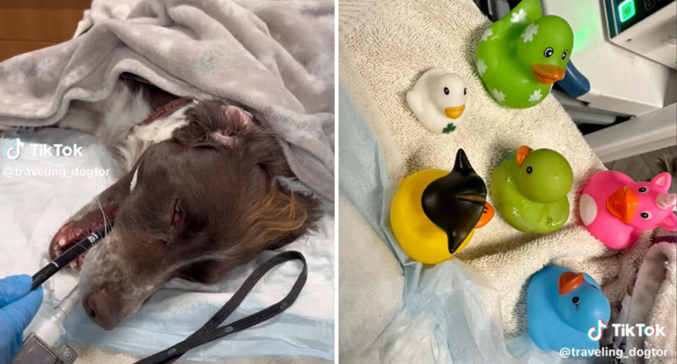 A phot of the dog in Florida on an operating table having a canine endoscopy done to remove the rubber duck. A photo of the duck reunited with the other five the pet owner brought for 'moral support'.
